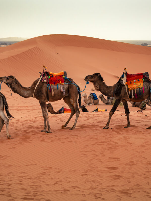 Los Tours 10 días Marrakech Ciudades y Desierto