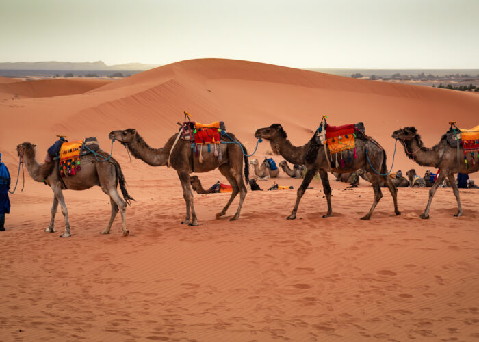 Los Tours 10 días Marrakech Ciudades y Desierto